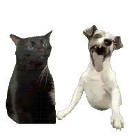 a black cat and a brown and white dog are standing next to each other