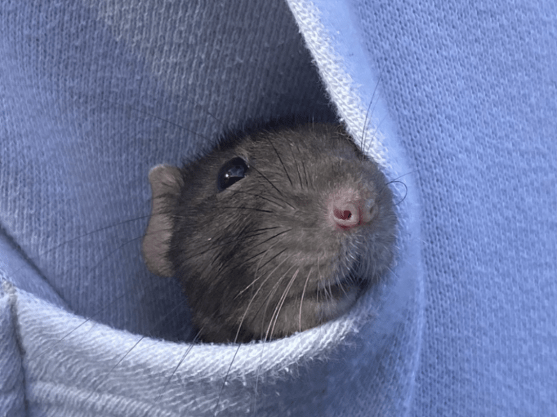 Meet Alex: The Joy of Having a Pet&nbsp;Rat
