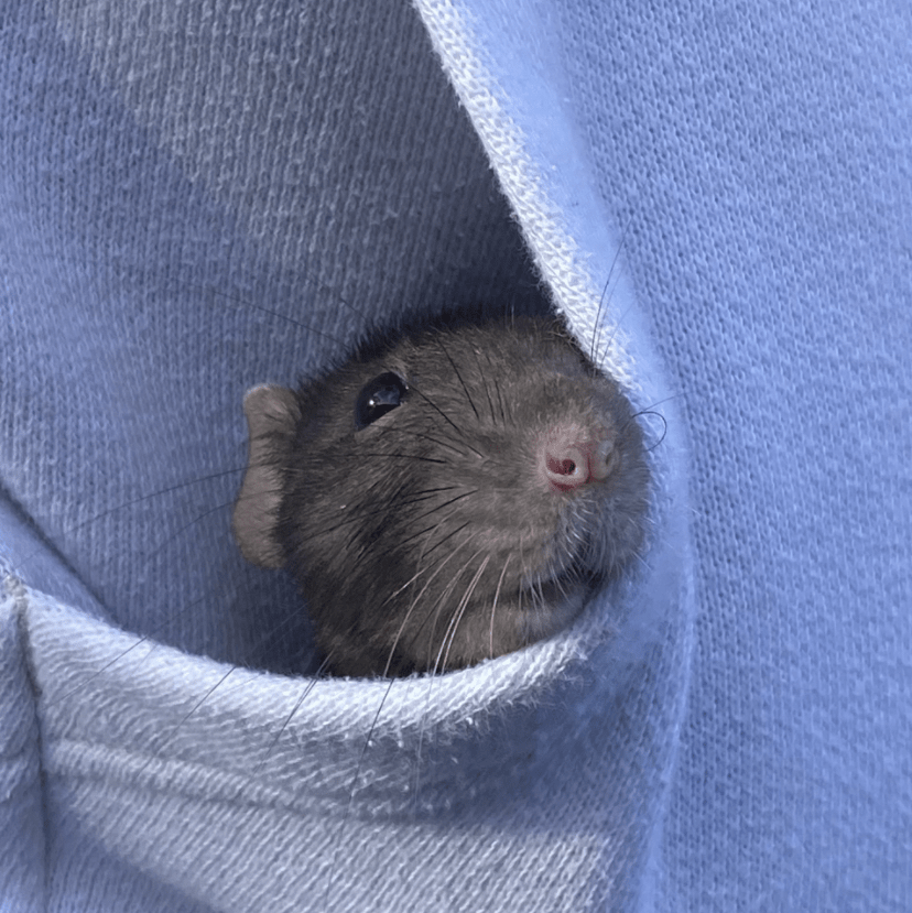 Meet Alex: The Joy of Having a Pet&nbsp;Rat
