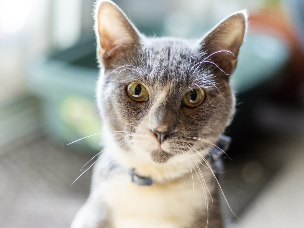 Meet Bruce: The Street Cat with a Heart of&nbsp;Gold